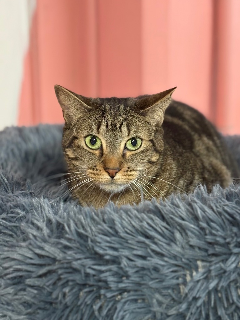 Beth, an adoptable Domestic Short Hair, Tabby in Fort Lauderdale, FL, 33304 | Photo Image 1