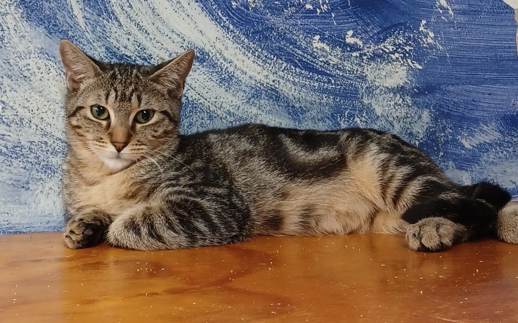 Beth, an adoptable Domestic Short Hair, Tabby in Fort Lauderdale, FL, 33304 | Photo Image 2
