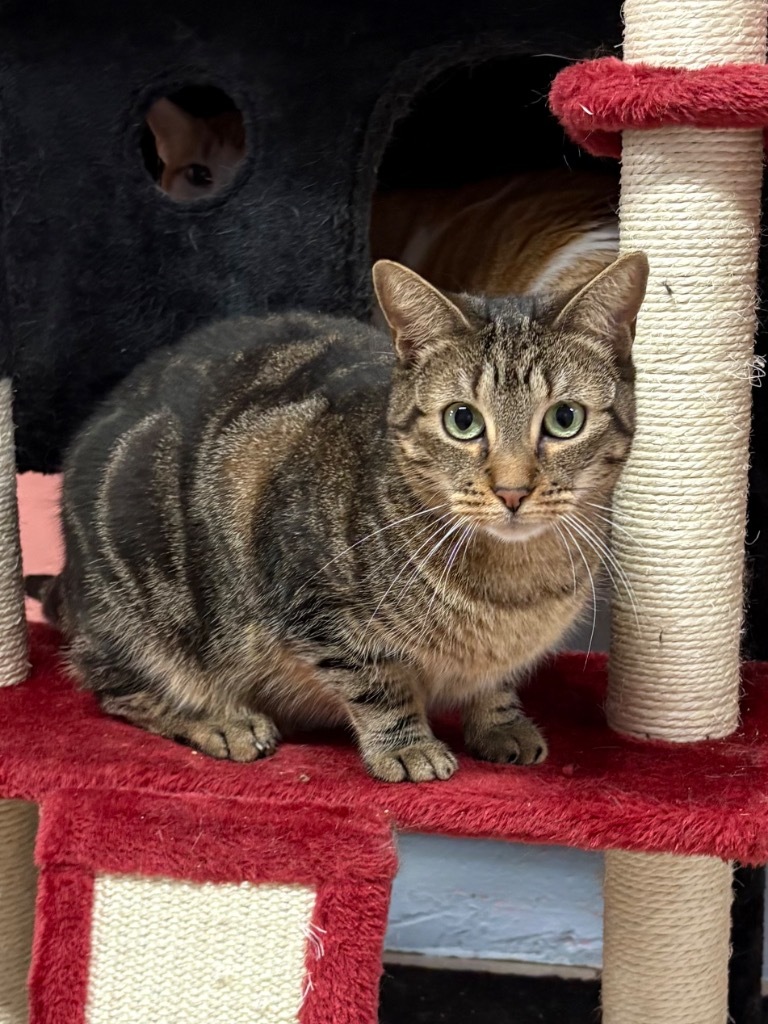 Beth, an adoptable Domestic Short Hair, Tabby in Fort Lauderdale, FL, 33304 | Photo Image 3