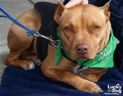 Noel in Arlington VA, an adoptable Pit Bull Terrier in Richmond, VA, 23231 | Photo Image 1