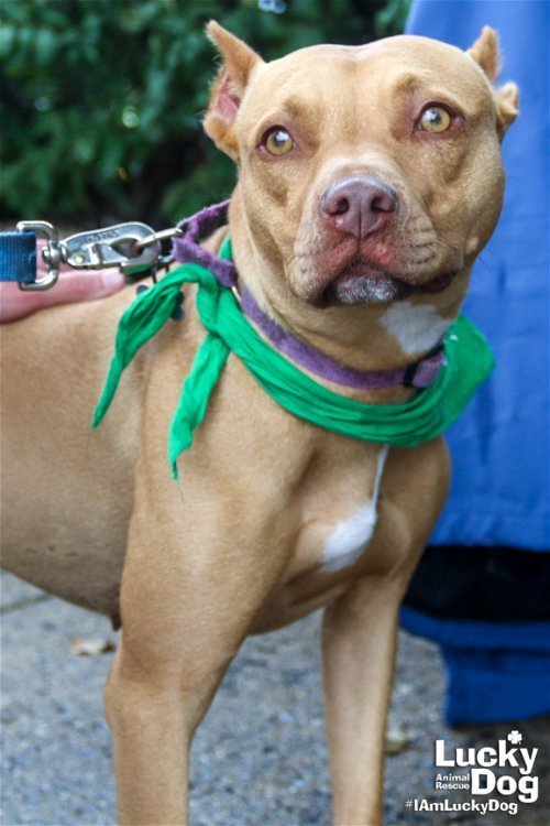 Noel in Arlington VA, an adoptable Pit Bull Terrier in Richmond, VA, 23231 | Photo Image 2