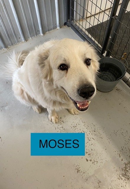 MOSES