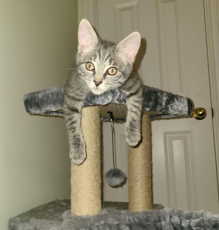Linus, an adopted Domestic Short Hair & Tabby Mix in Kentwood, MI_image-2