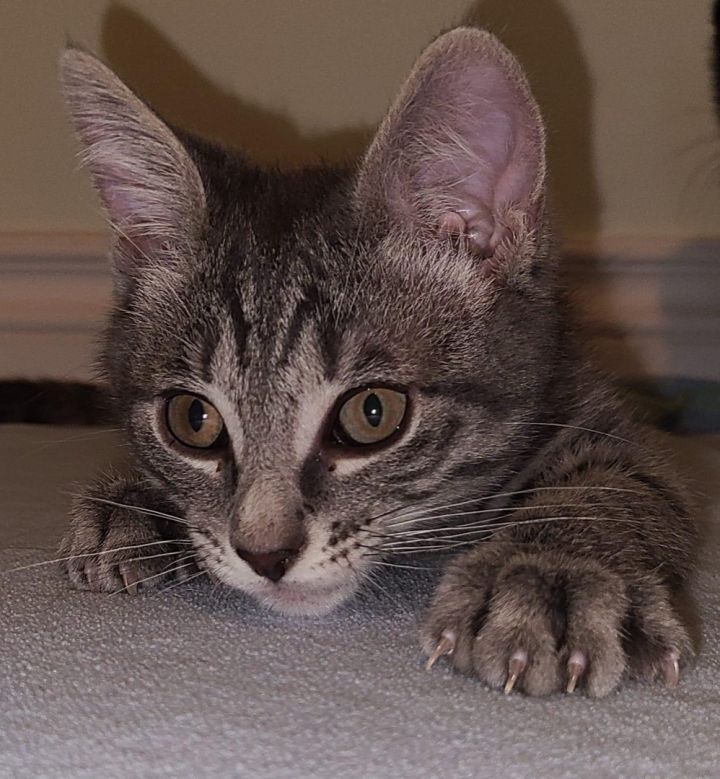 Linus, an adopted Domestic Short Hair & Tabby Mix in Kentwood, MI_image-4