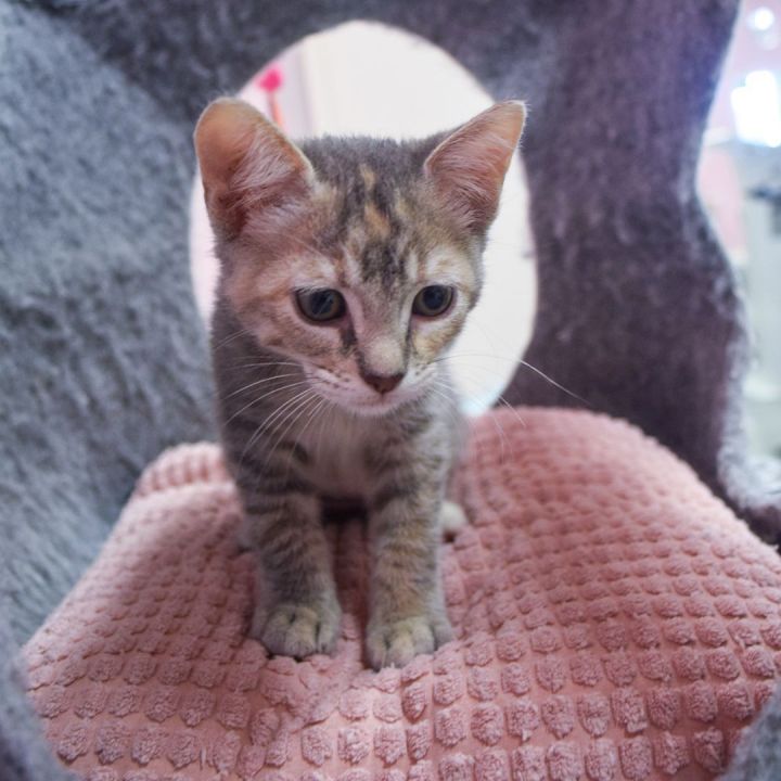 Eleanor, an adopted Torbie & Tortoiseshell Mix in Ponte Vedra, FL_image-3