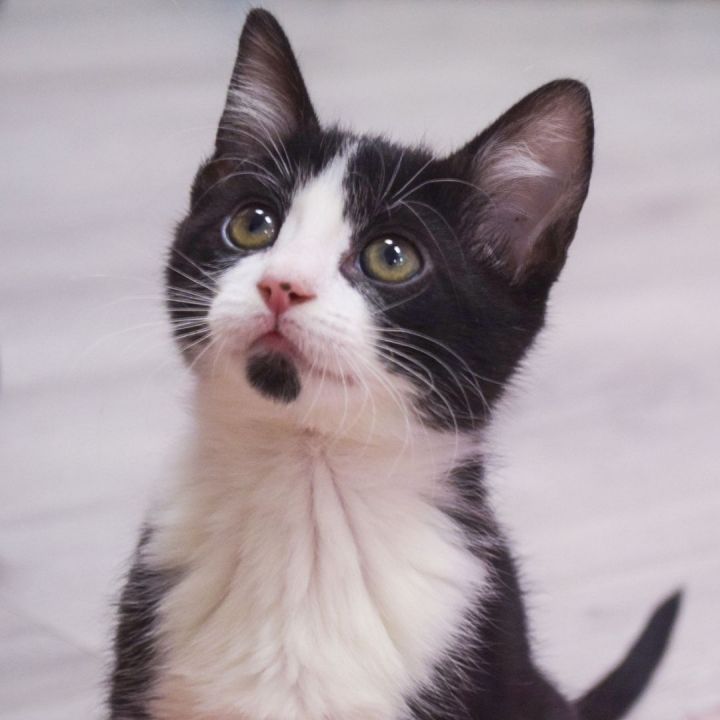Elzie, an adopted Tuxedo Mix in Ponte Vedra, FL_image-1