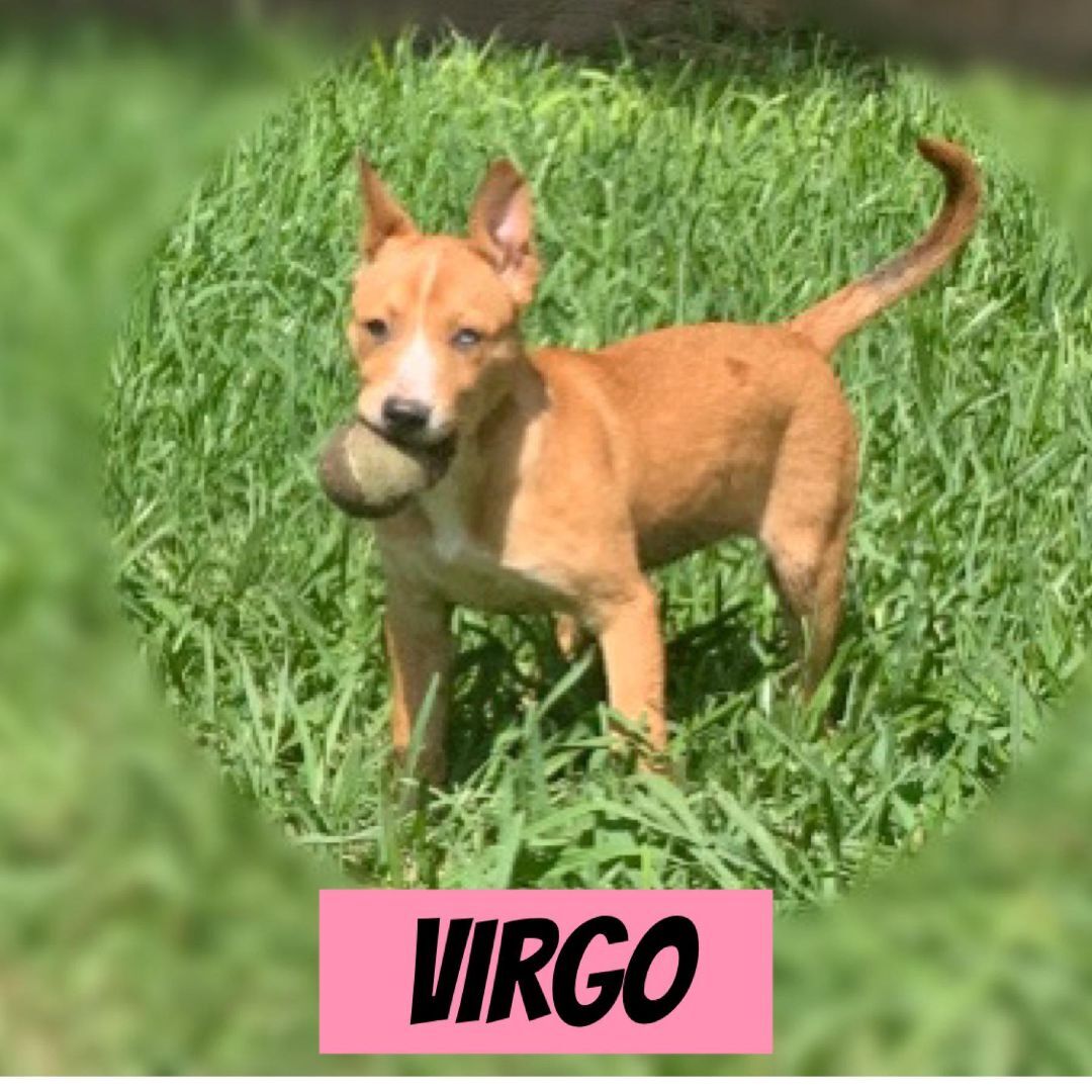 VIRGO