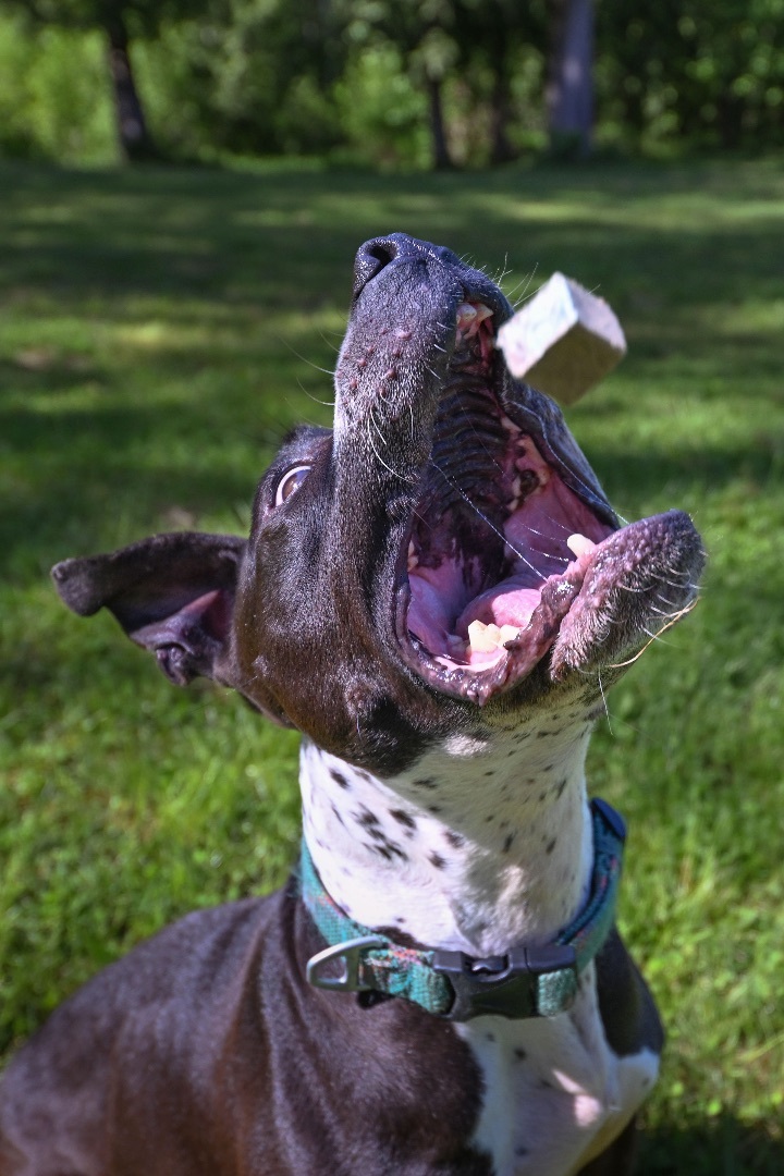 Mugsy- who’s ready for adventure?, an adoptable Pit Bull Terrier in Ferndale, WA, 98248 | Photo Image 2