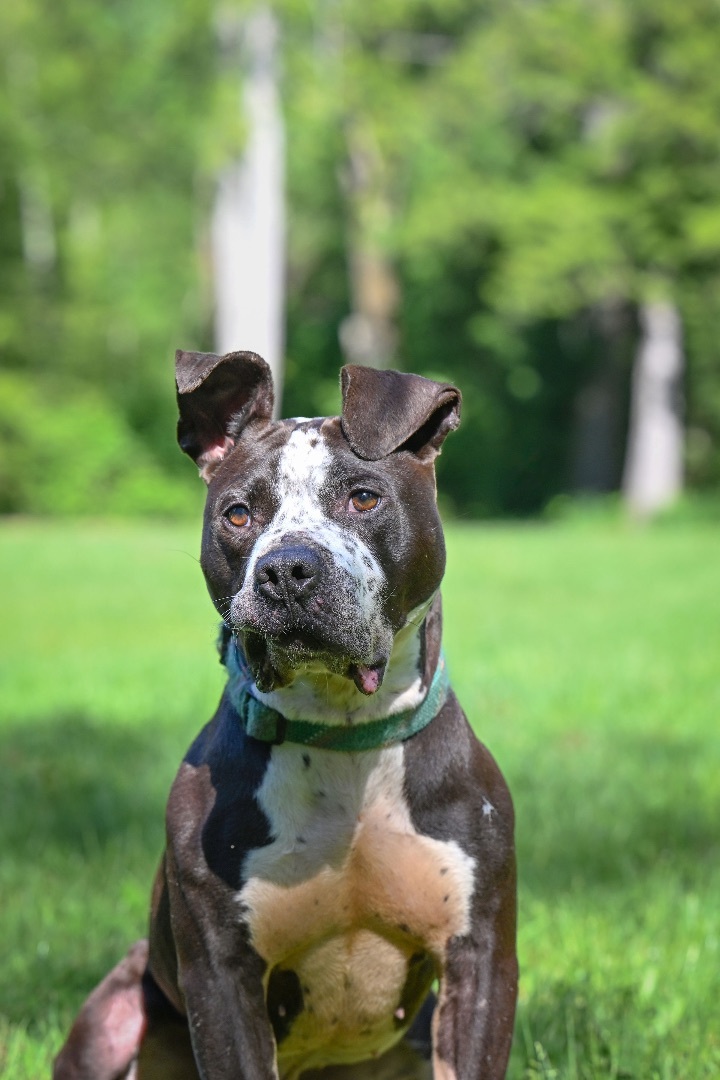 Mugsy- who’s ready for adventure?, an adoptable Pit Bull Terrier in Ferndale, WA, 98248 | Photo Image 3