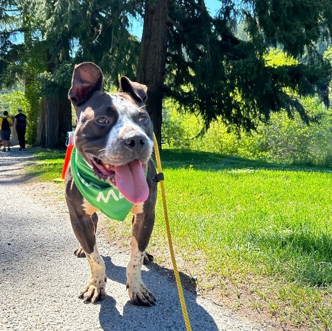 Mugsy- who’s ready for adventure?, an adoptable Pit Bull Terrier in Ferndale, WA, 98248 | Photo Image 4