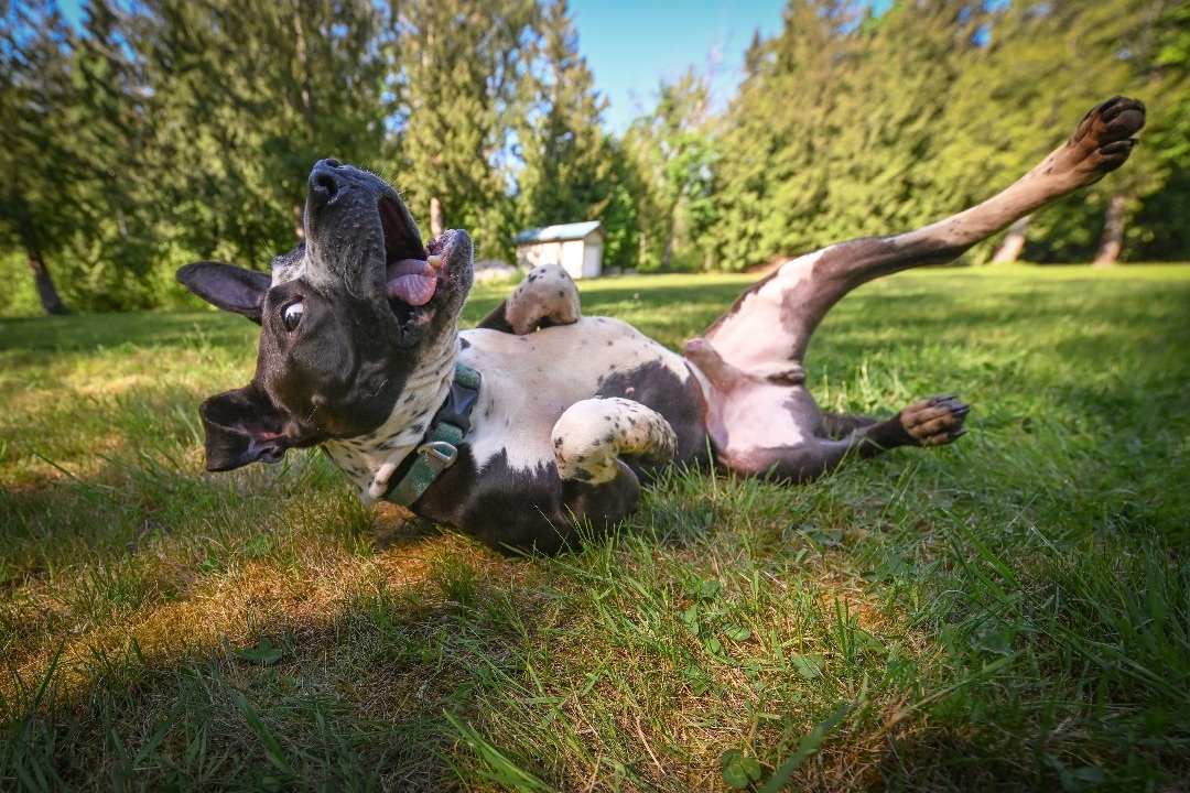 Mugsy- who’s ready for adventure?, an adoptable Pit Bull Terrier in Ferndale, WA, 98248 | Photo Image 1