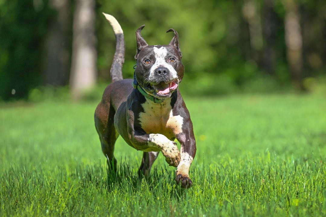 Mugsy- who’s ready for adventure?, an adoptable Pit Bull Terrier in Ferndale, WA, 98248 | Photo Image 6