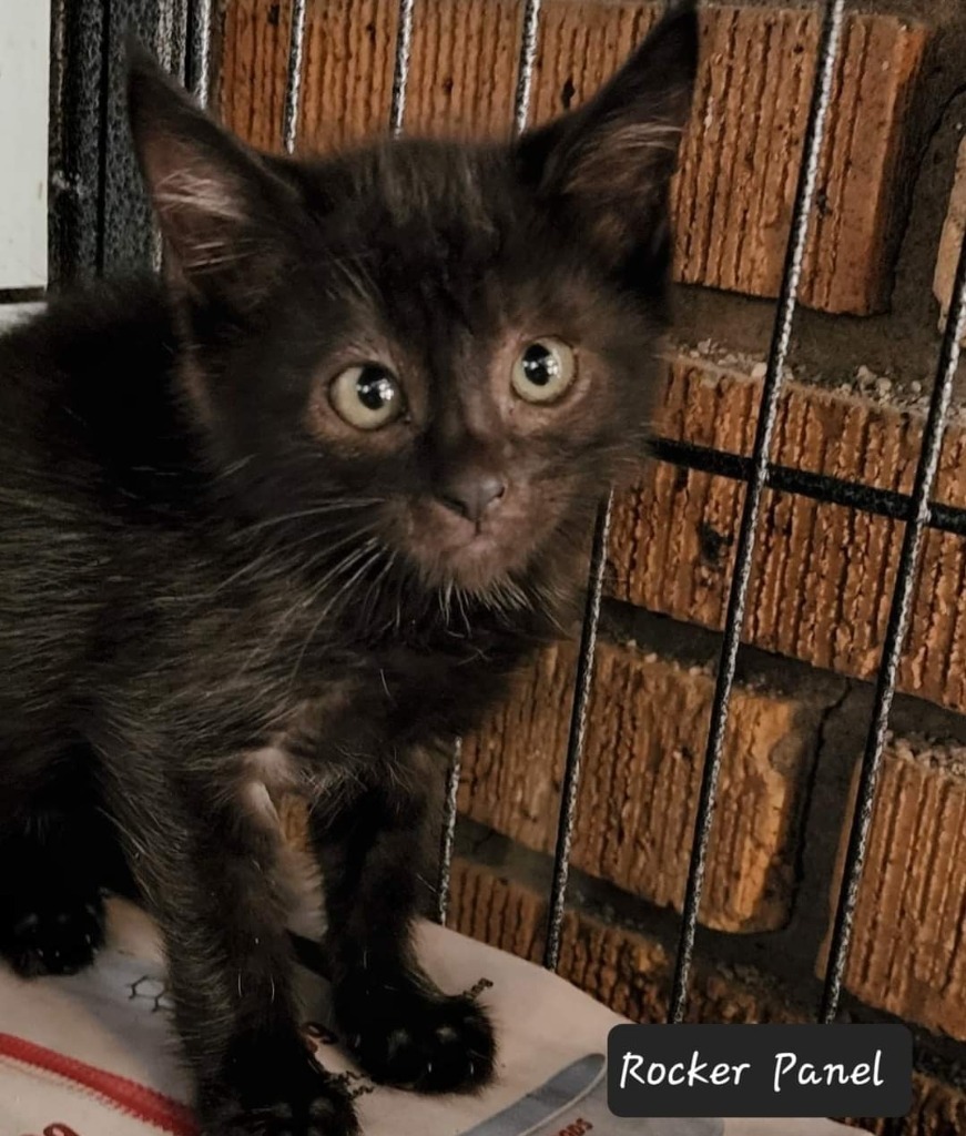 Rocker Panel, an adoptable Domestic Medium Hair in El Dorado, AR, 71730 | Photo Image 1