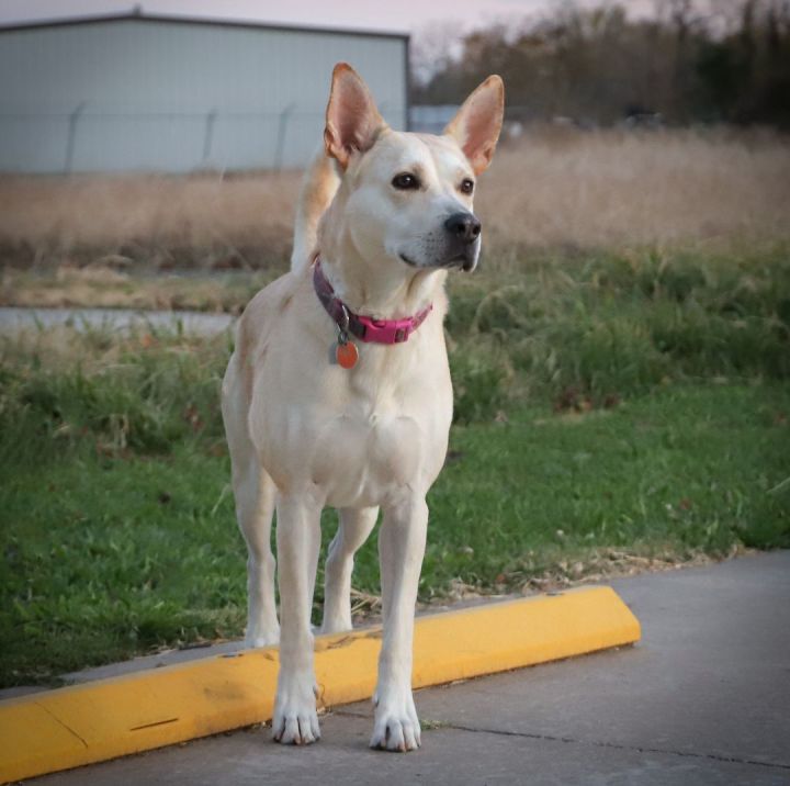   Madison, an adoptable White German Shepherd & Shepherd Mix in Oklahoma City, OK_image-1