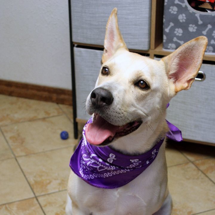   Madison, an adoptable Labrador Retriever & Shepherd Mix in Oklahoma City, OK_image-4