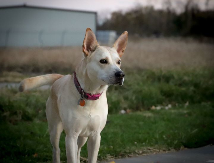   Madison, an adoptable White German Shepherd & Yellow Labrador Retriever Mix in Oklahoma City, OK_image-5