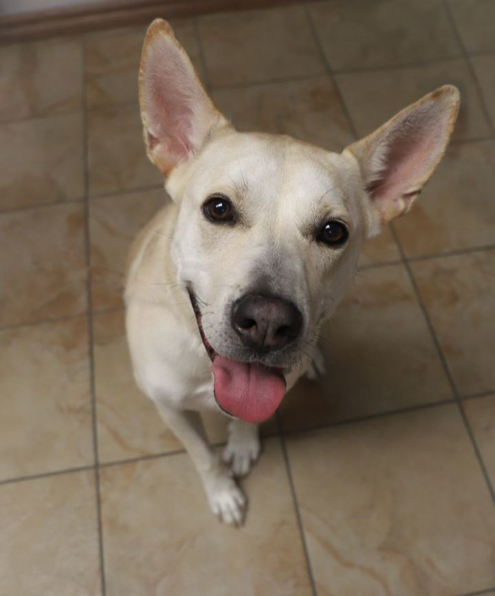   Madison, an adoptable Labrador Retriever & Shepherd Mix in Oklahoma City, OK_image-6