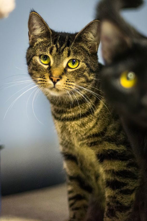Pot Roast, an adoptable Domestic Short Hair in Stafford, VA, 22554 | Photo Image 1