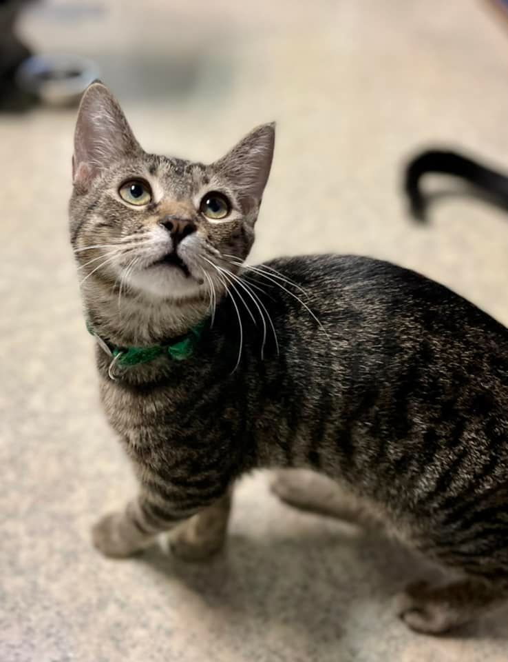 Pot Roast, an adoptable Domestic Short Hair in Stafford, VA, 22554 | Photo Image 2