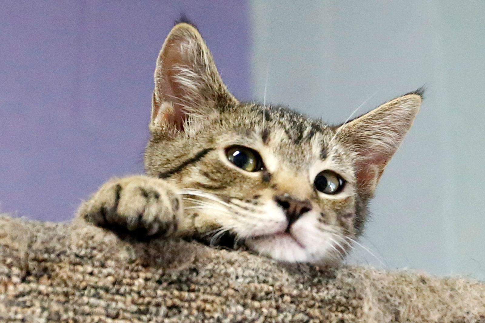 Pot Roast, an adoptable Domestic Short Hair in Stafford, VA, 22554 | Photo Image 3