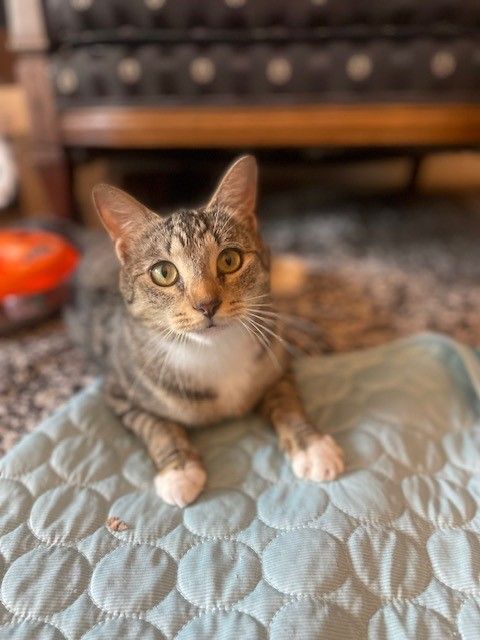 Loretta Castorini, an adoptable Tabby & Tiger Mix in Levittown, NY_image-1