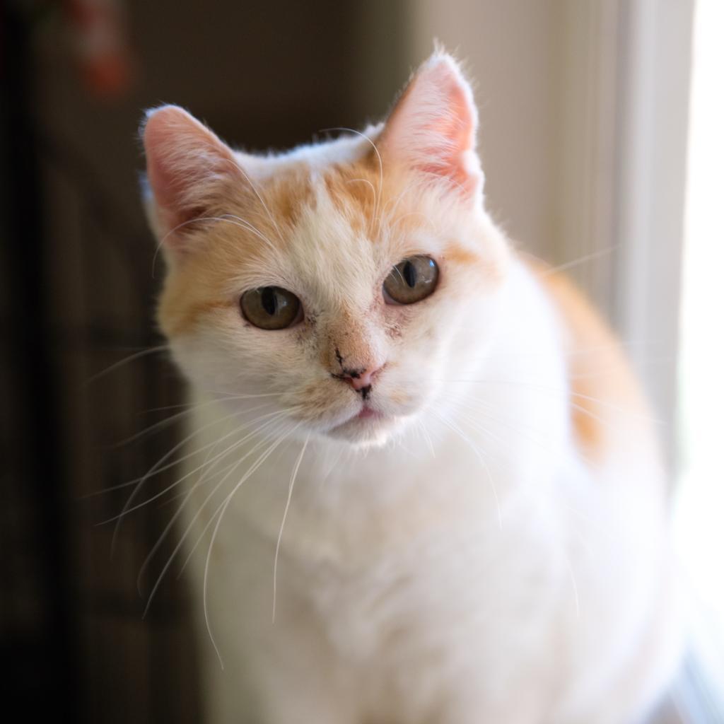 Tory, an adoptable Domestic Short Hair in Kanab, UT, 84741 | Photo Image 1