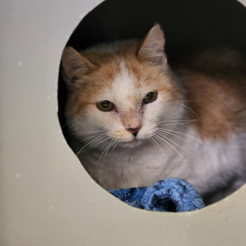 Tory, an adoptable Domestic Short Hair in Kanab, UT, 84741 | Photo Image 3