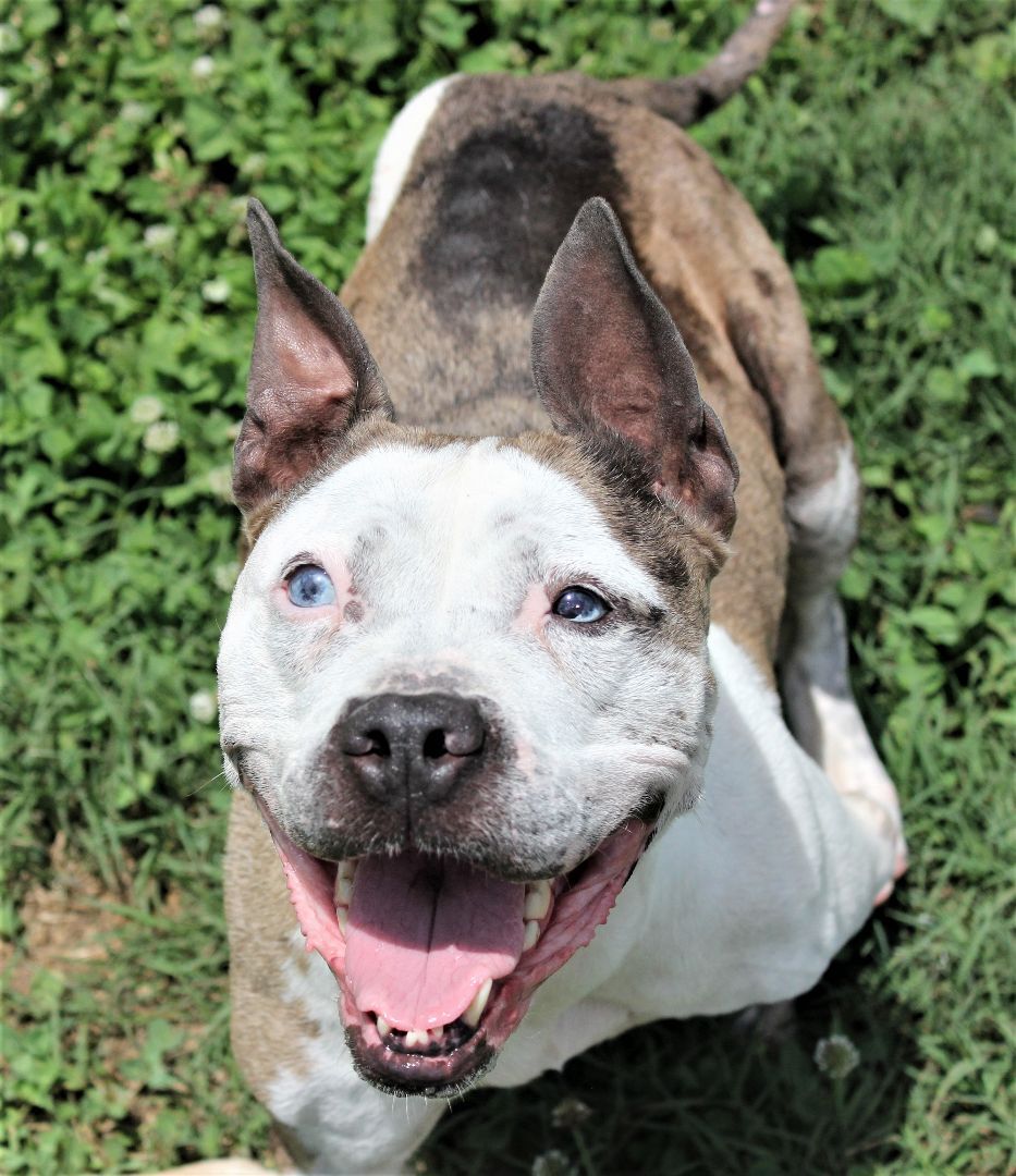 Merle, an adoptable Pit Bull Terrier, Catahoula Leopard Dog in Shelby, NC, 28152 | Photo Image 1