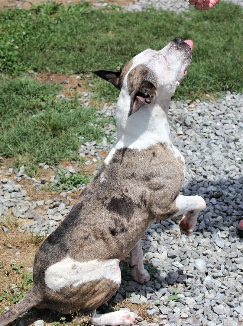 Merle, an adoptable Pit Bull Terrier, Catahoula Leopard Dog in Shelby, NC, 28152 | Photo Image 2