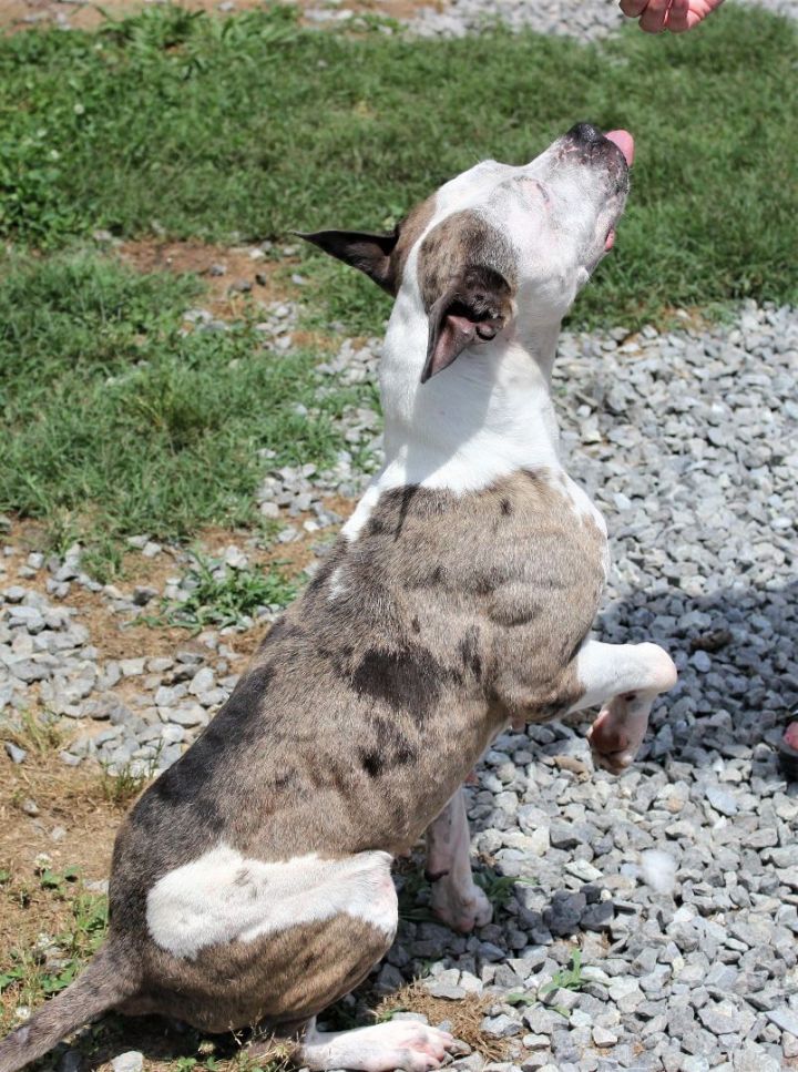 White merle clearance pitbull