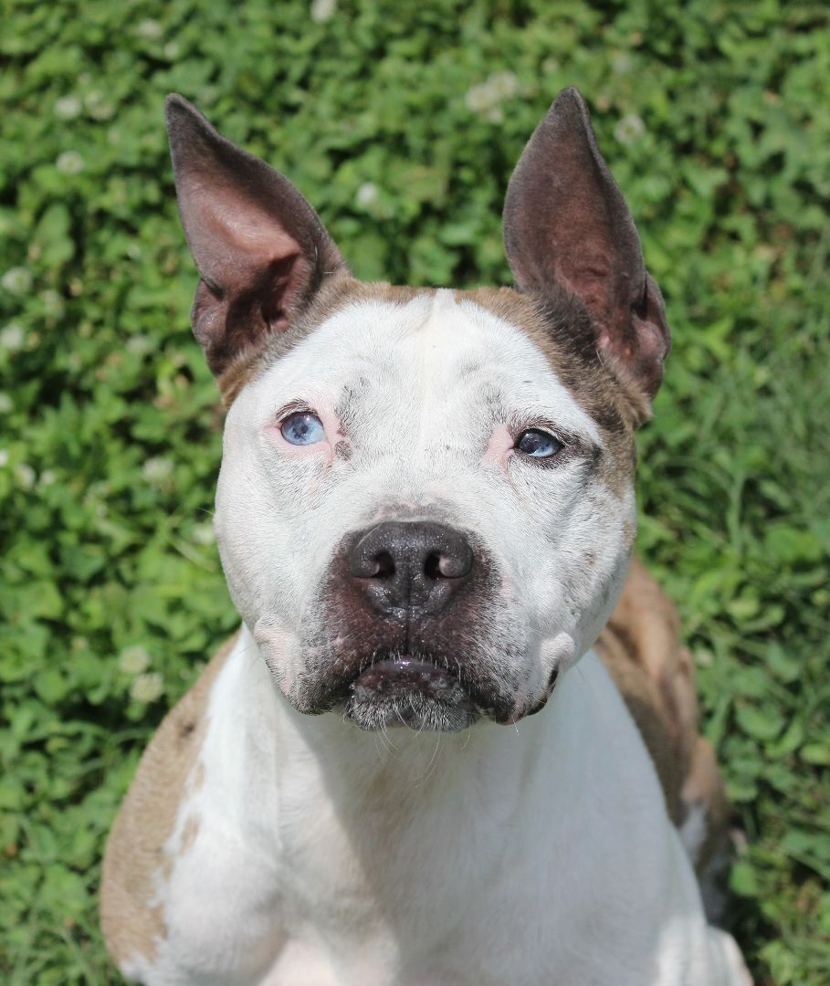 Merle, an adoptable Pit Bull Terrier, Catahoula Leopard Dog in Shelby, NC, 28152 | Photo Image 3