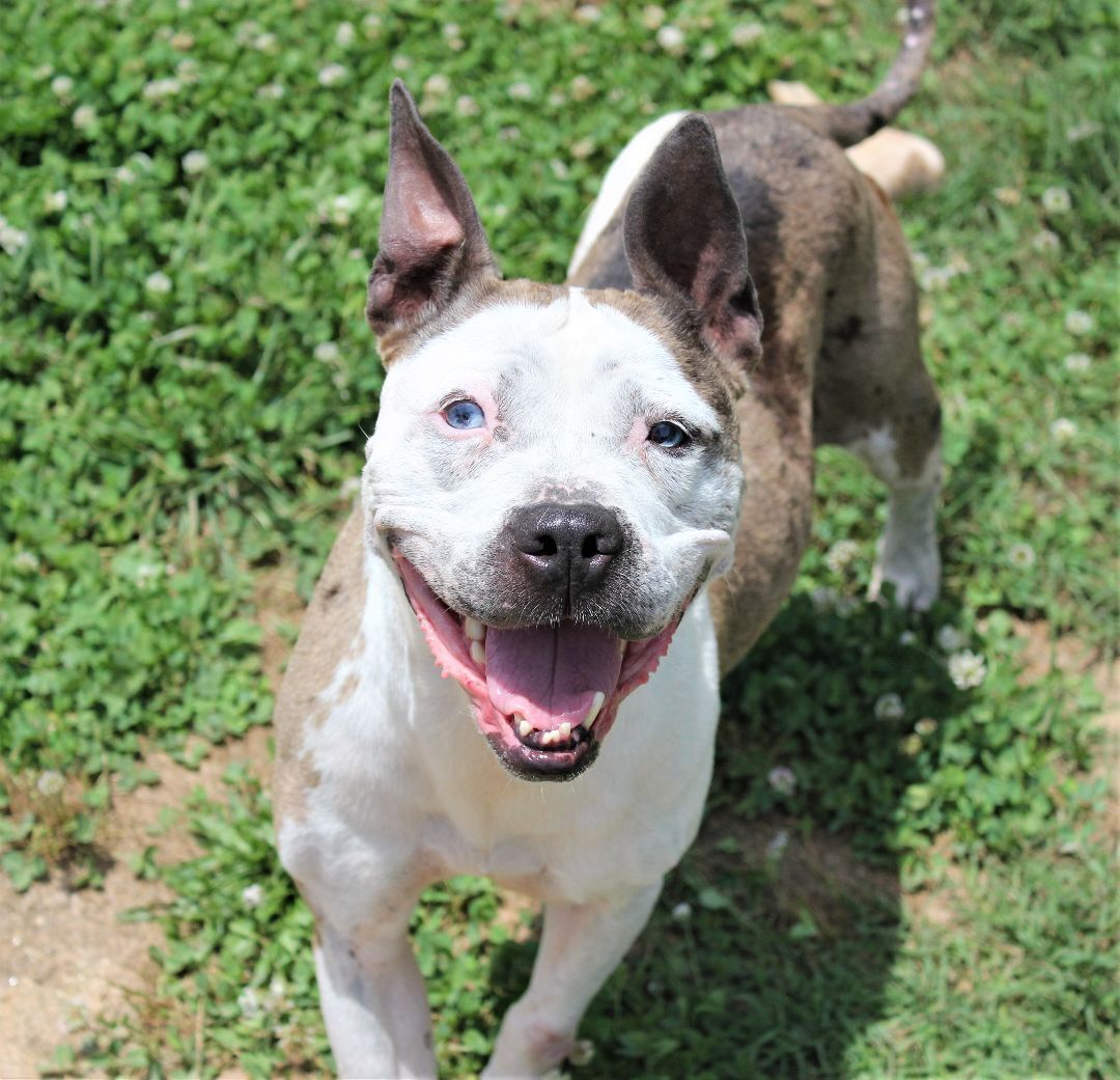 Merle, an adoptable Pit Bull Terrier, Catahoula Leopard Dog in Shelby, NC, 28152 | Photo Image 4