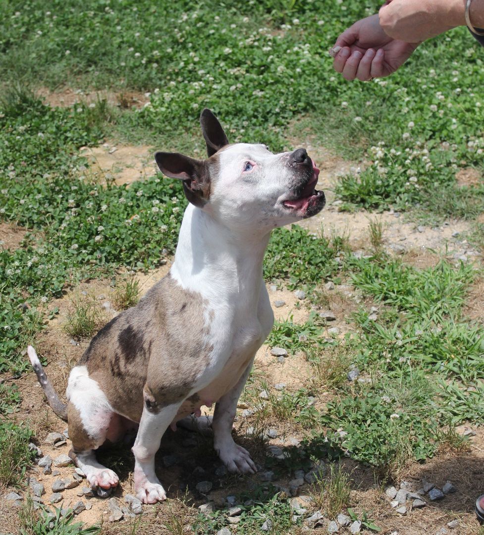 Merle, an adoptable Pit Bull Terrier, Catahoula Leopard Dog in Shelby, NC, 28152 | Photo Image 5