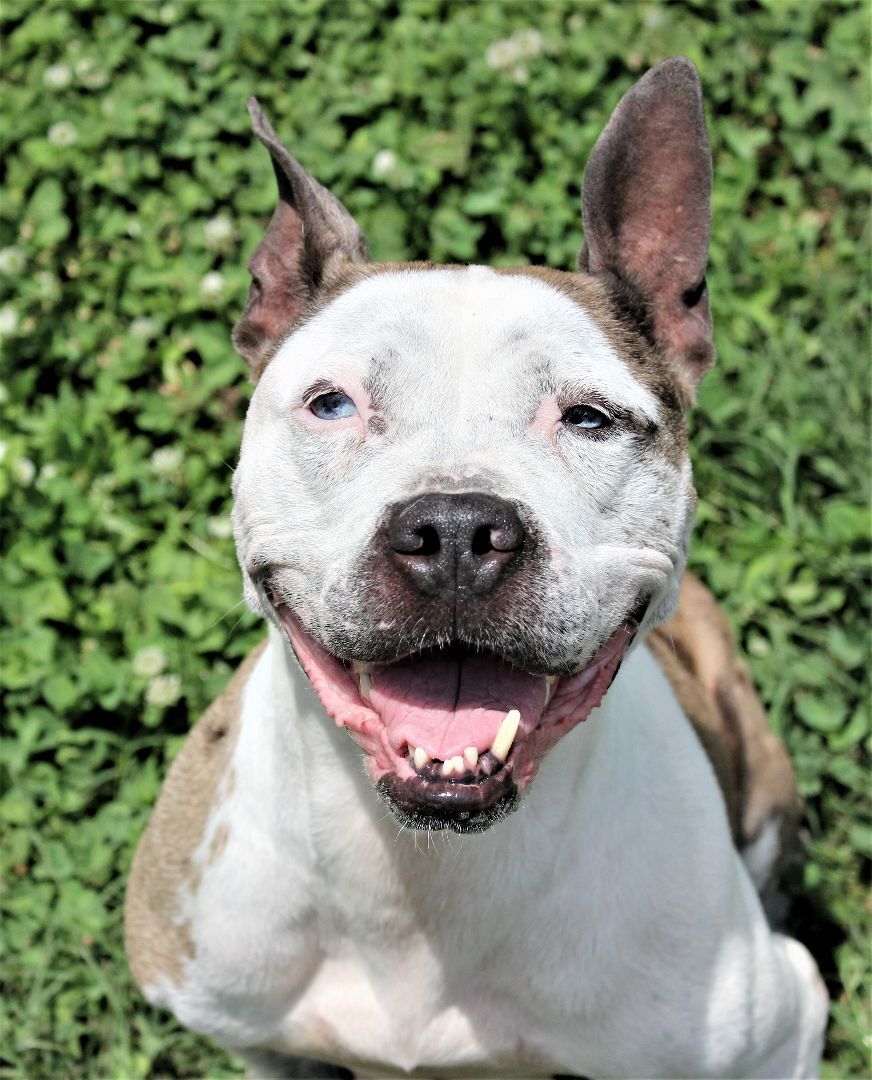 Merle, an adoptable Pit Bull Terrier, Catahoula Leopard Dog in Shelby, NC, 28152 | Photo Image 6