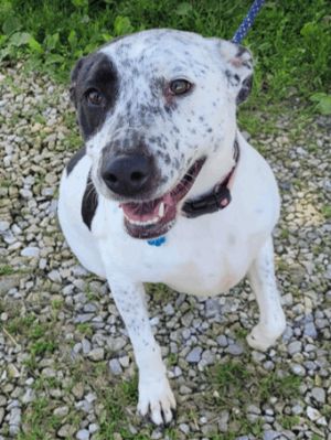 Dog for adoption - Bones, a Boxer & Labrador Retriever Mix in Jonesburg, MO  | Petfinder