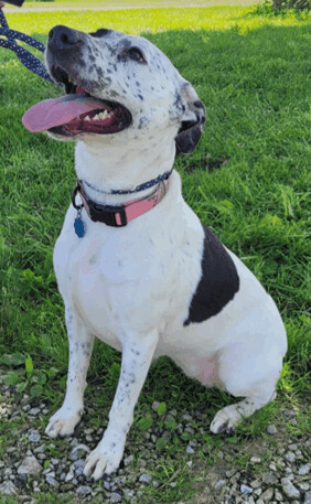 Piper, an adoptable Labrador Retriever, Cattle Dog in O'Fallon, MO, 63366 | Photo Image 2