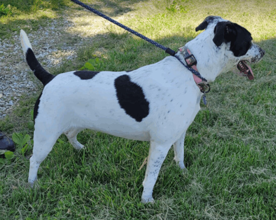 Piper, an adoptable Labrador Retriever, Cattle Dog in O'Fallon, MO, 63366 | Photo Image 3