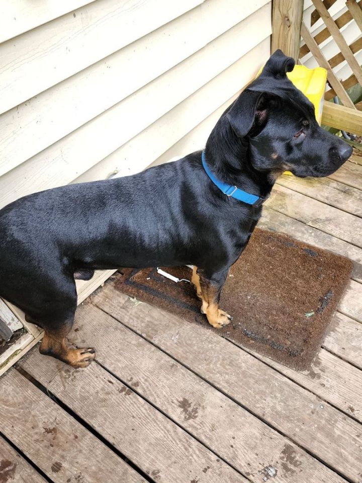 Dallas, an adoptable Labrador Retriever & Rottweiler Mix in Springfield, MO_image-5