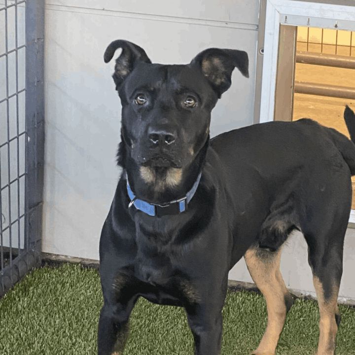 Dallas, an adoptable Labrador Retriever & Rottweiler Mix in Springfield, MO_image-6