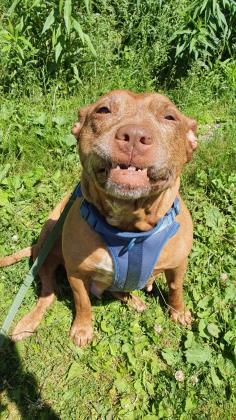 Penelope, an adoptable Pit Bull Terrier & Labrador Retriever Mix in Clarks Summit, PA_image-1
