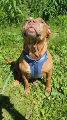Penelope, an adoptable Pit Bull Terrier & Labrador Retriever Mix in Clarks Summit, PA_image-3