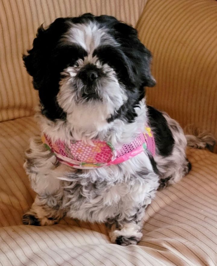 Zeta Rose (Rosie), an adopted Shih Tzu & Pug Mix in Rochester, NY_image-4