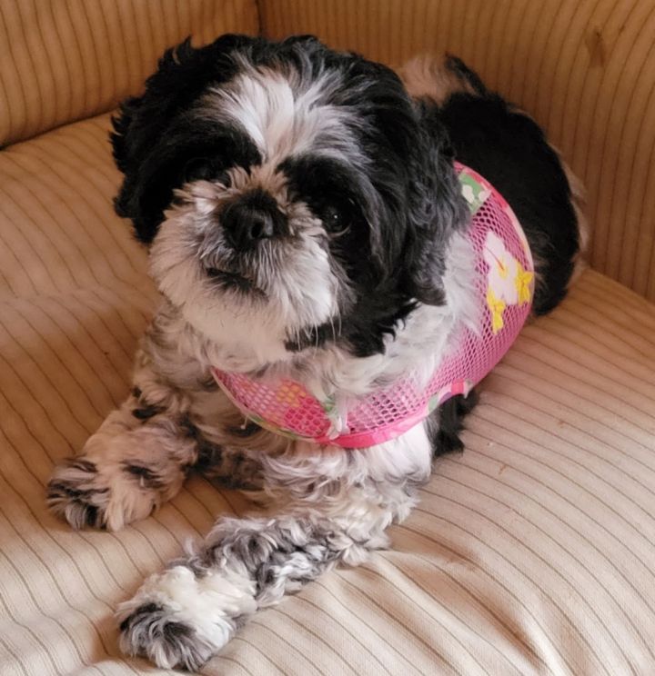 Zeta Rose (Rosie), an adopted Shih Tzu & Pug Mix in Rochester, NY_image-5