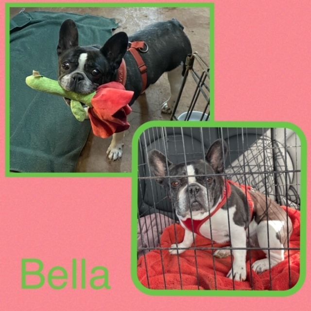 Bella-NEEDS TO BE ONLY DOG