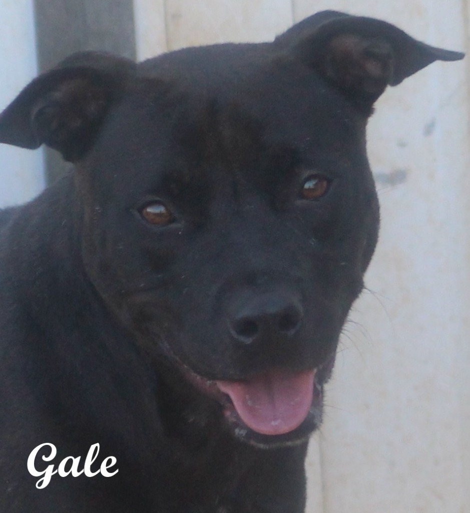 Gale