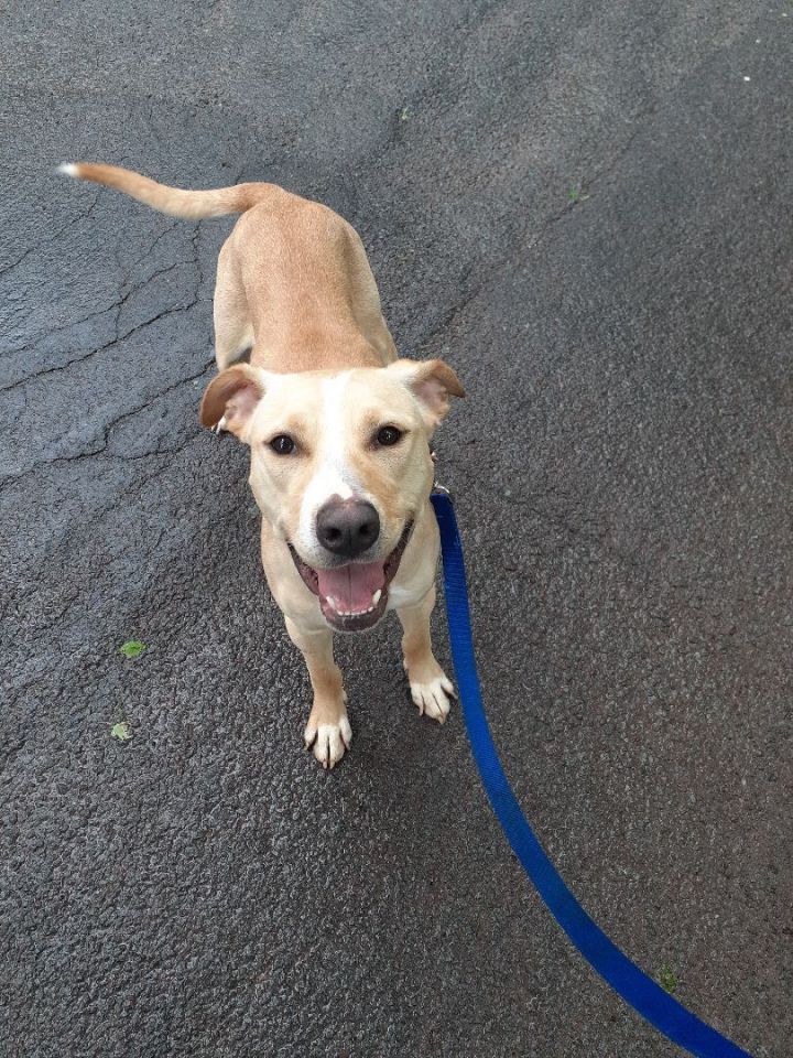 Layla, an adoptable Yellow Labrador Retriever Mix in Honesdale, PA_image-2