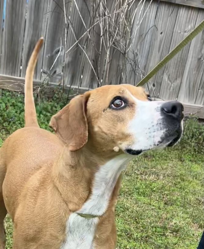 Rhodesian deals beagle mix