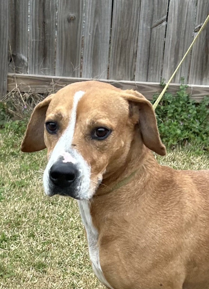Remi, an adoptable Beagle in Dawson, GA, 31742 | Photo Image 2