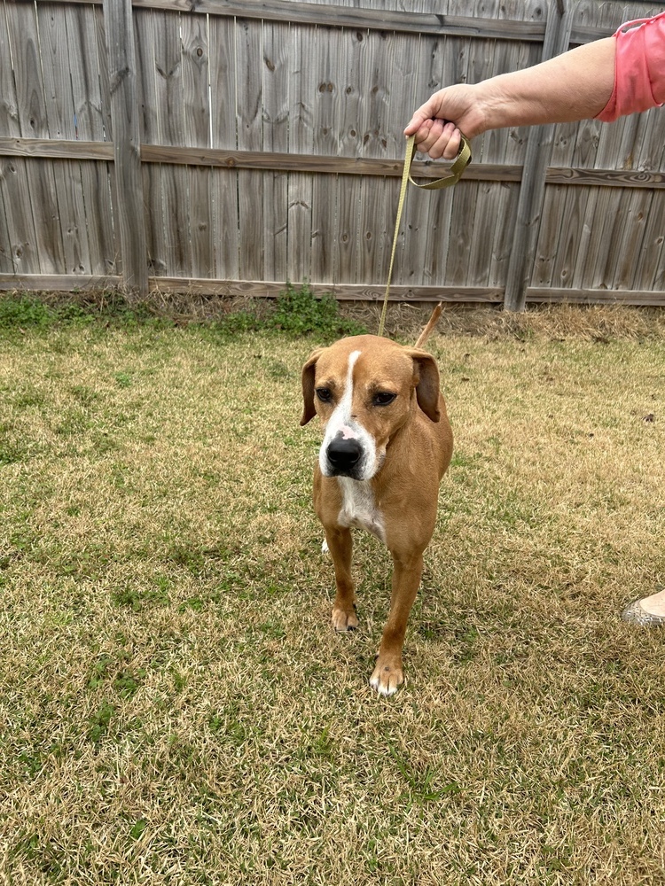 Remi, an adoptable Beagle in Dawson, GA, 31742 | Photo Image 3