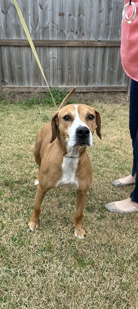 Remi, an adoptable Beagle in Dawson, GA, 31742 | Photo Image 4
